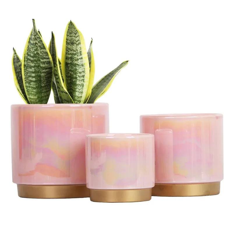 Gifts for Plant People Beyond Another Succulent